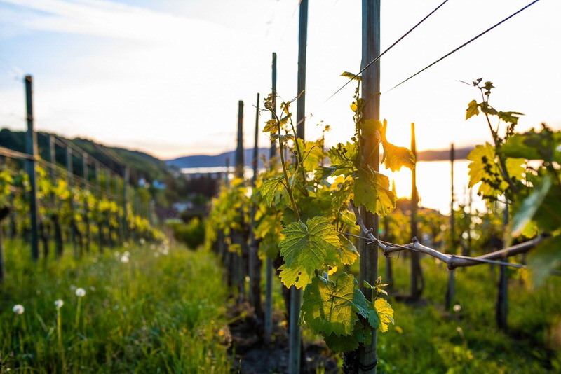 Führung durchs Weintgut