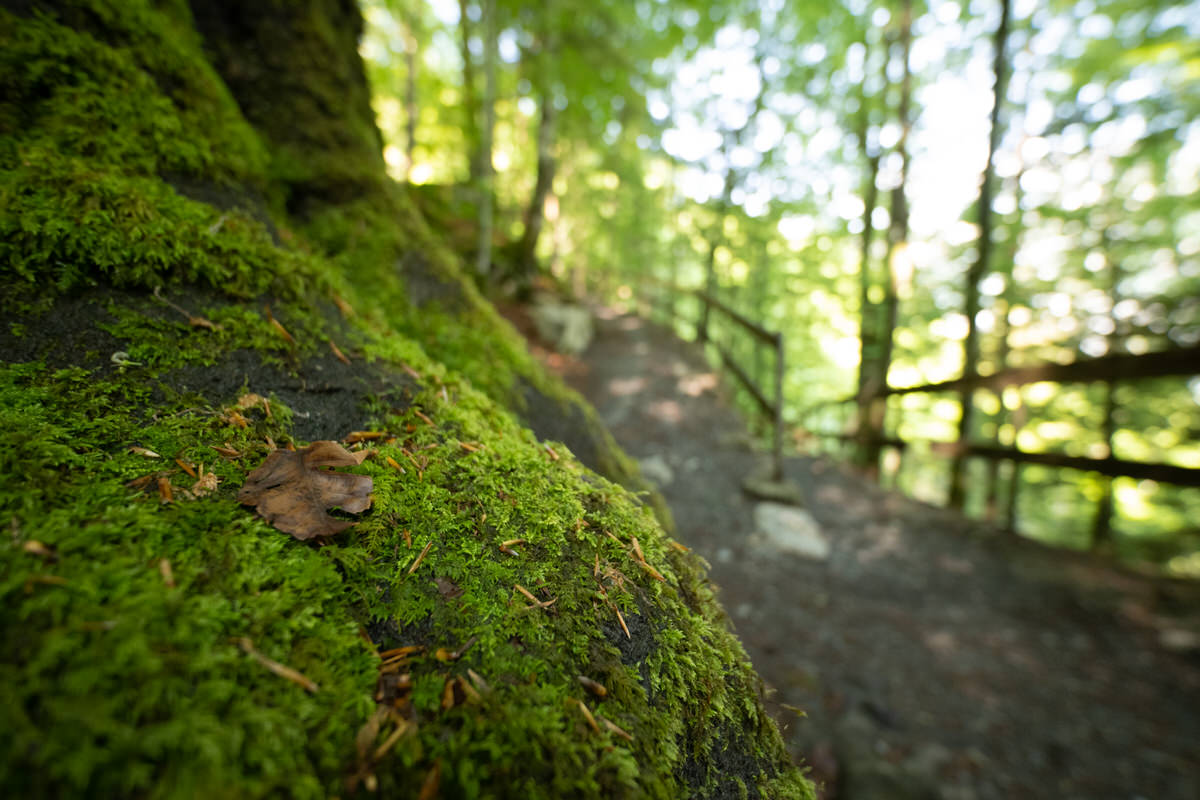 Moos im Giessbachwald