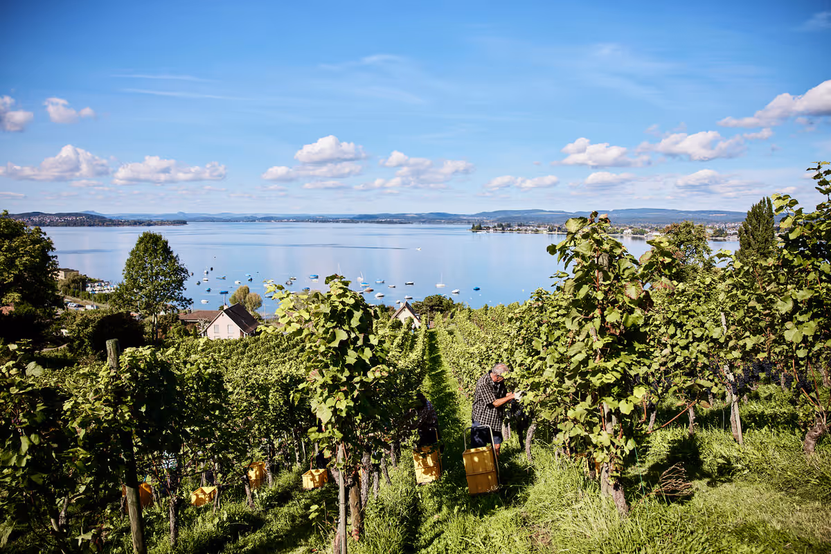 Arenenberg Weinbau