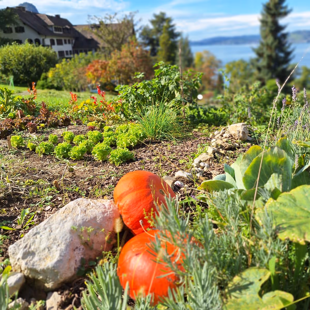 Kürbis im Garten Hotel FloraAlpina