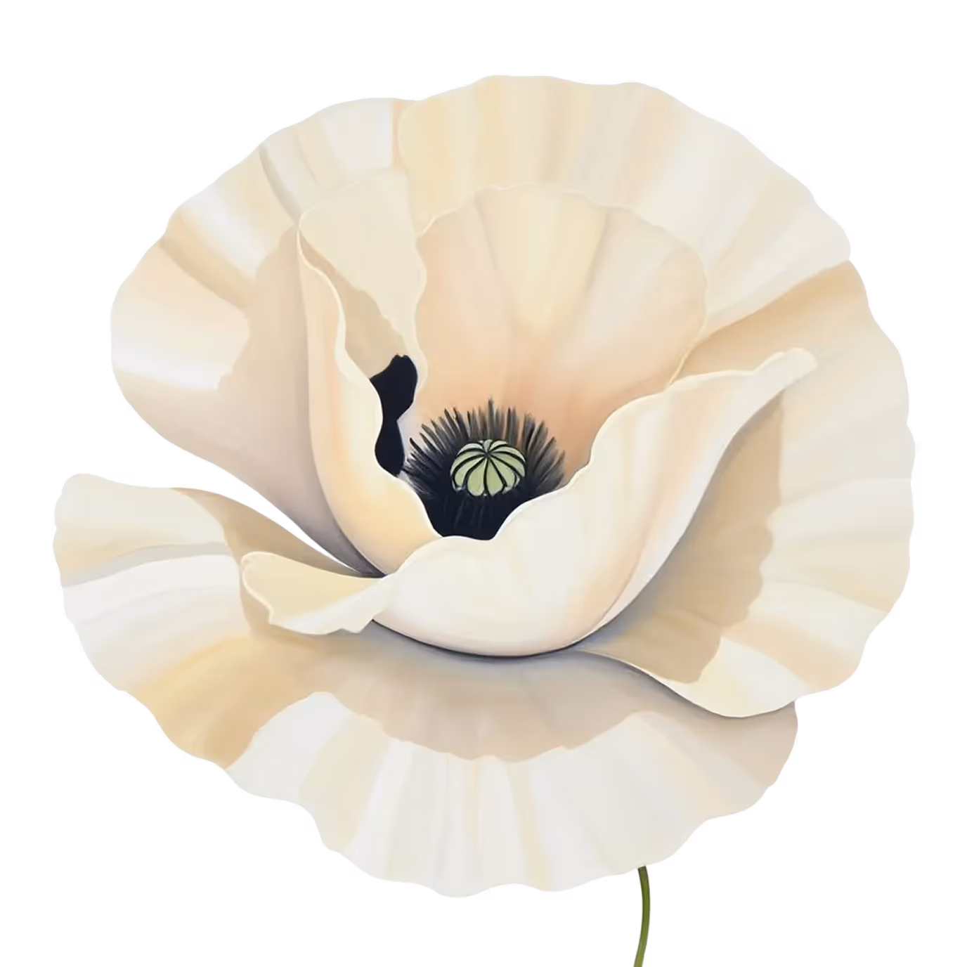 Close-up of a cream-colored poppy flower with layered petals and a green central seed pod.