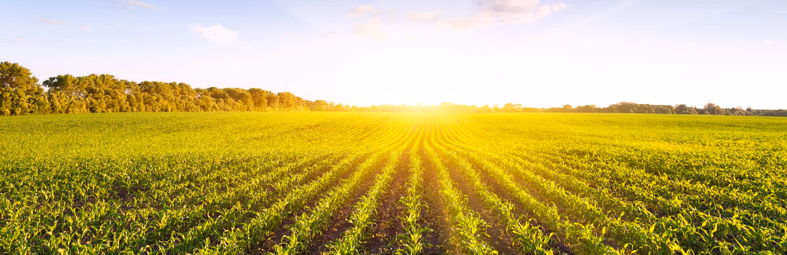 Crop rows with sunset