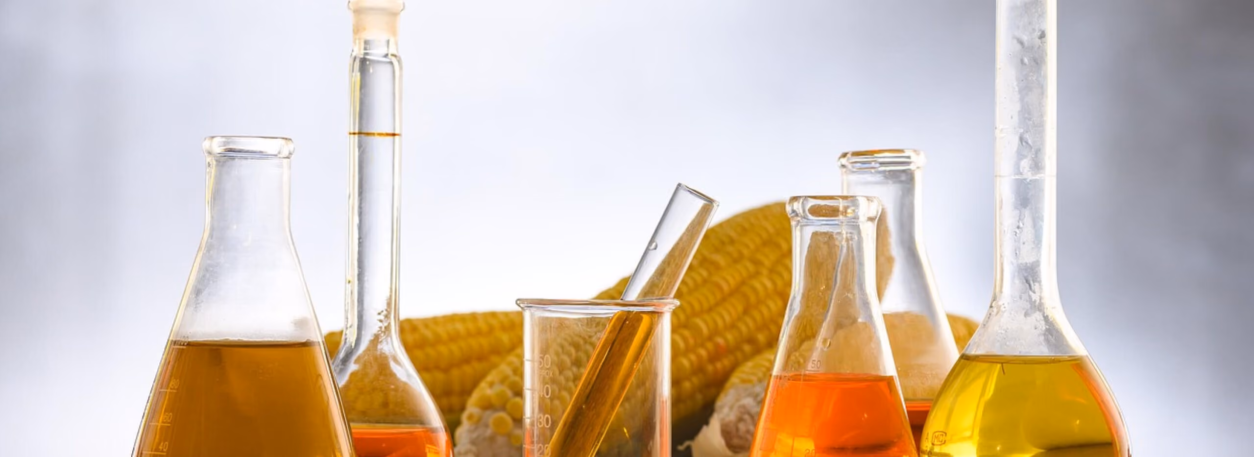 Various oils in beakers in front of corn on the cob