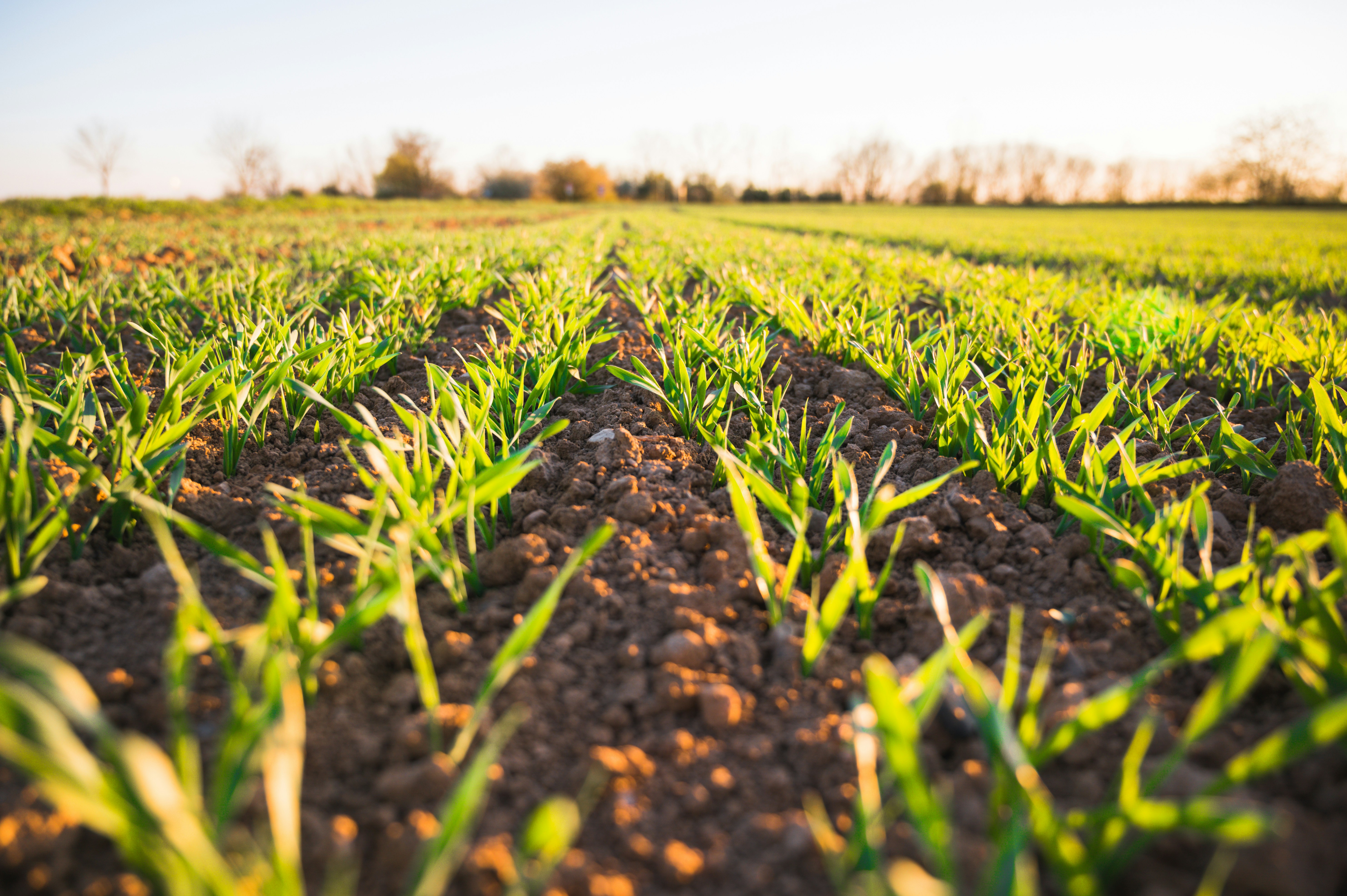 Close up of rows of sprouting vegitation
