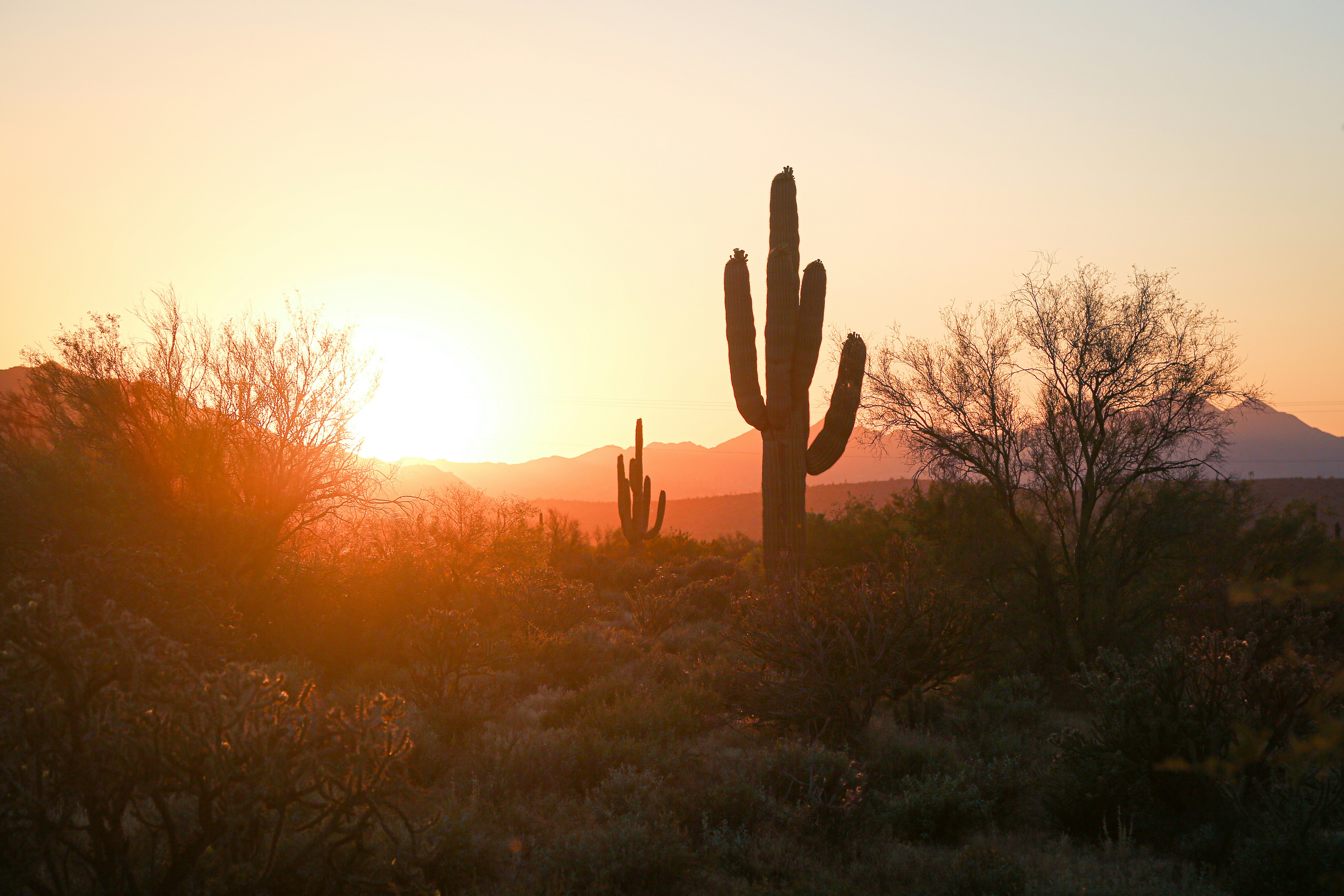 Desert landscape with cactuses as sunset