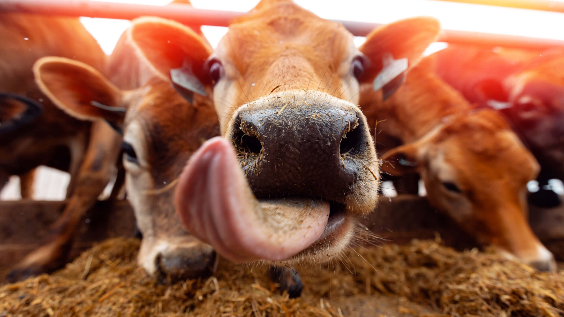Close up of cows eating