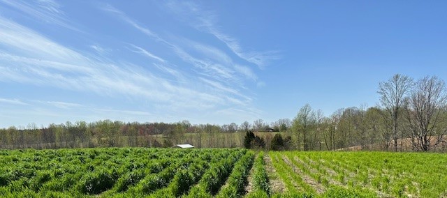 Rows of crops. Half lush, half thinned