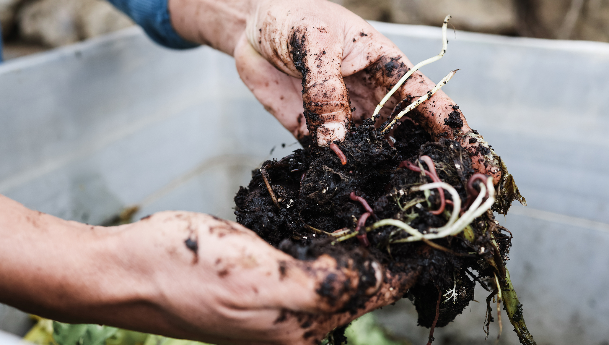 Hand holding dark soil with roots in it