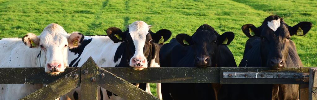 Row of cows looking at the camera