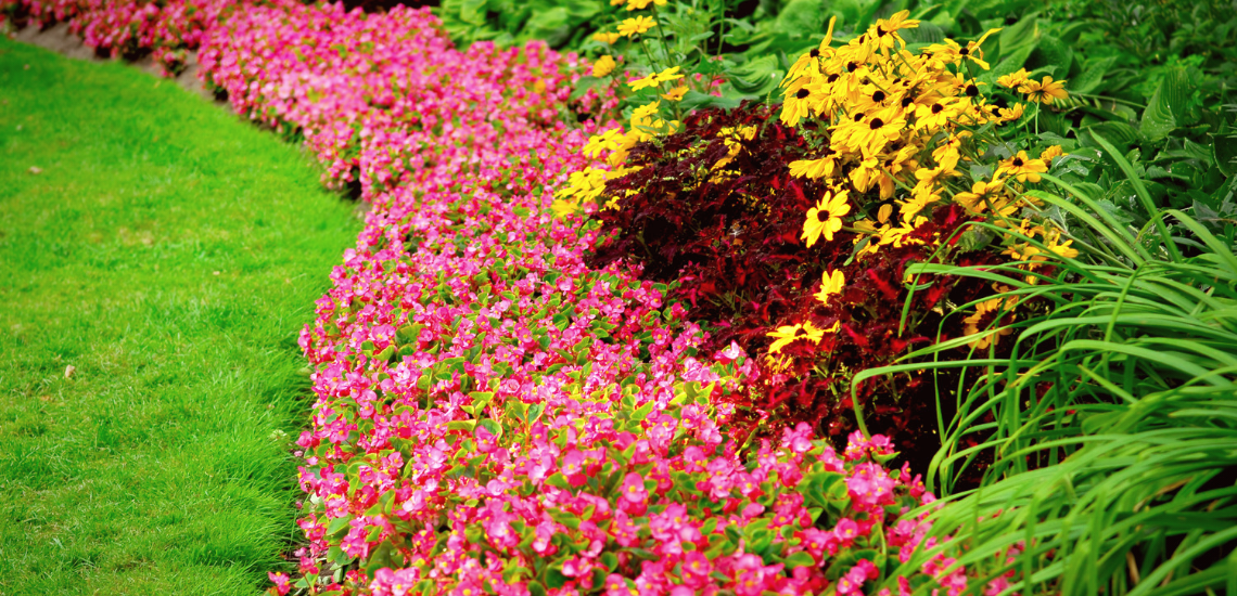Lush home garden with pink and yellow flowers