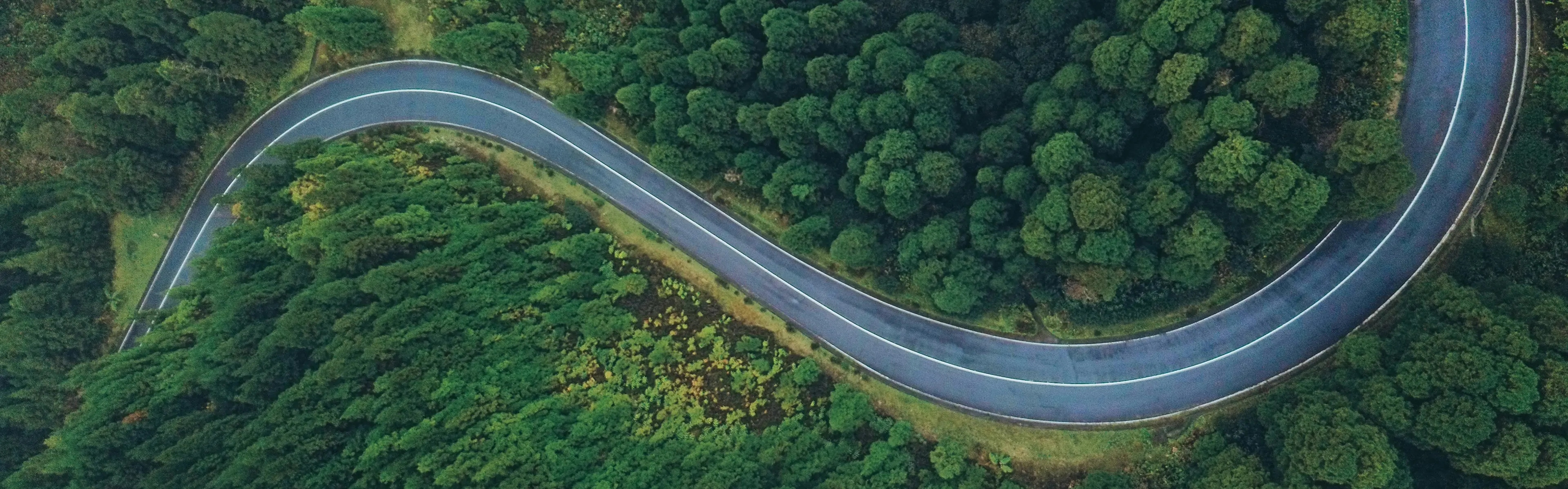 Winding road through a green forest