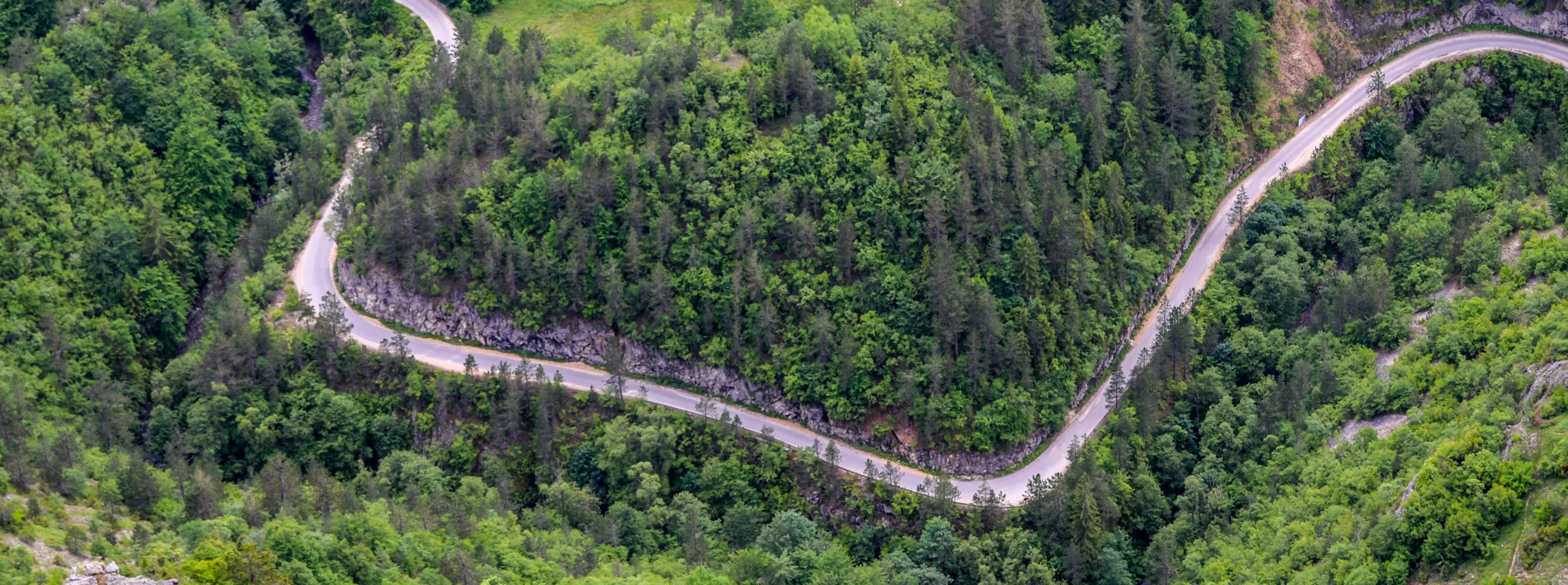 Asphalt road running through a green forest