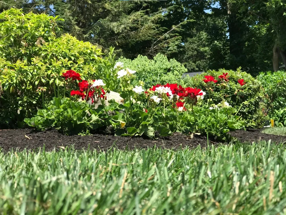 Garden bed with red and white flowers, green shrubs, and grass.