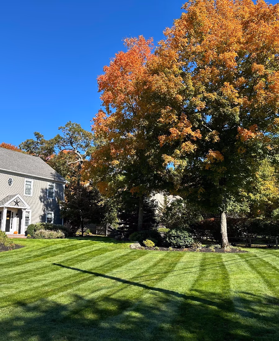 Neatly striped green lawn in front of a gray house with trees showing autumn colors under a clear blue sky.