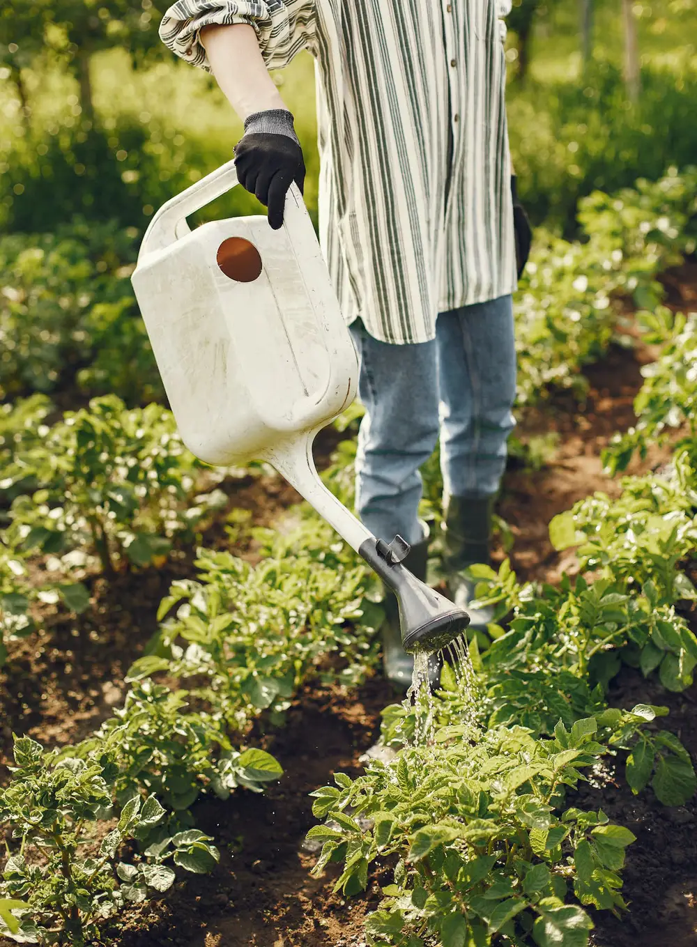 Watering Can