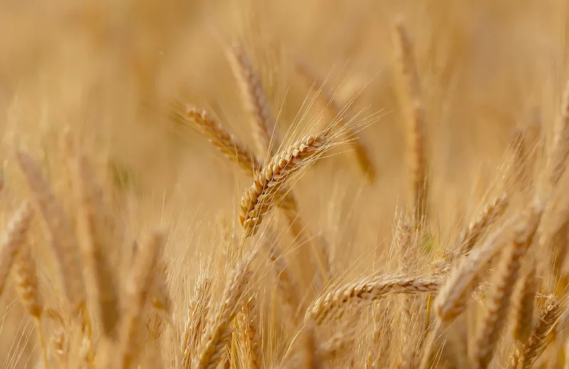 wheat field close up