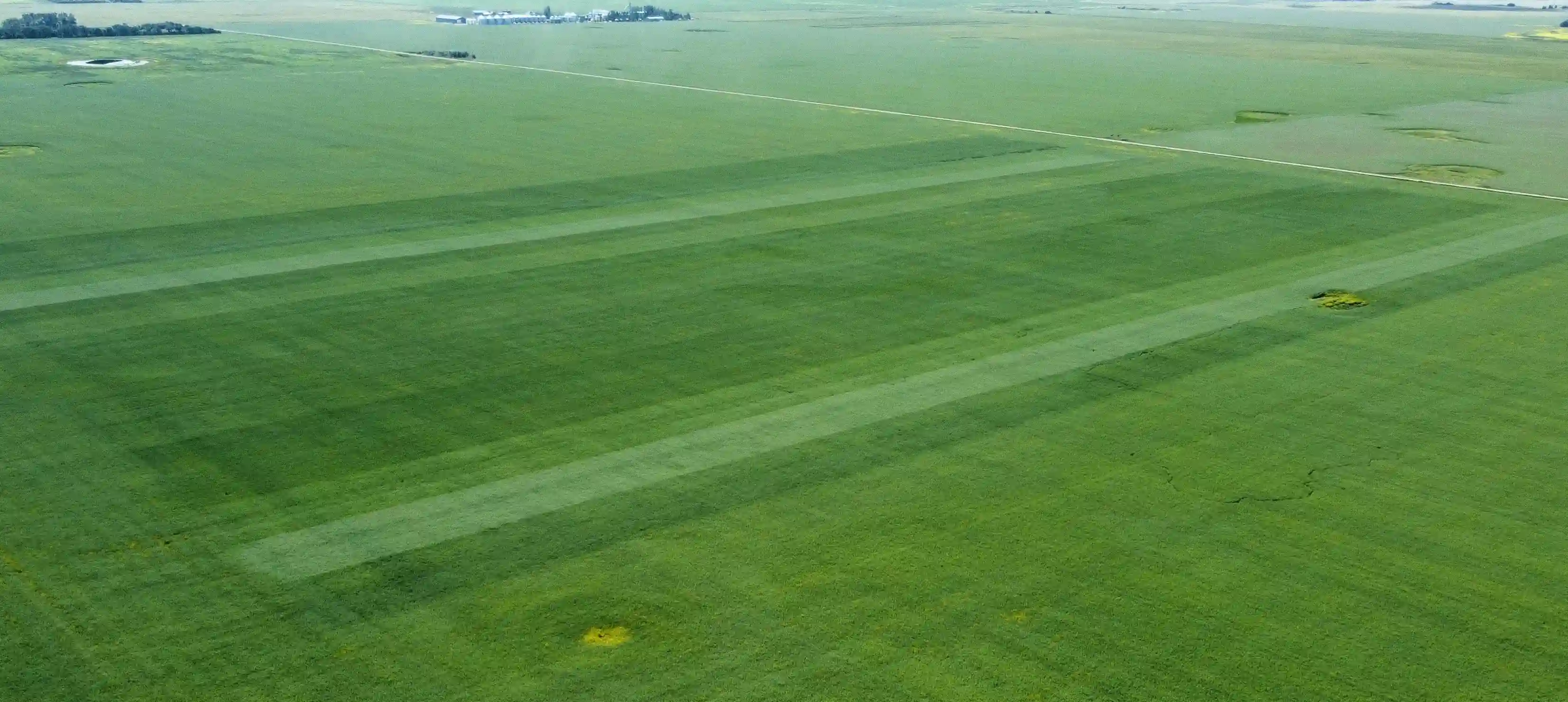 canola trial field