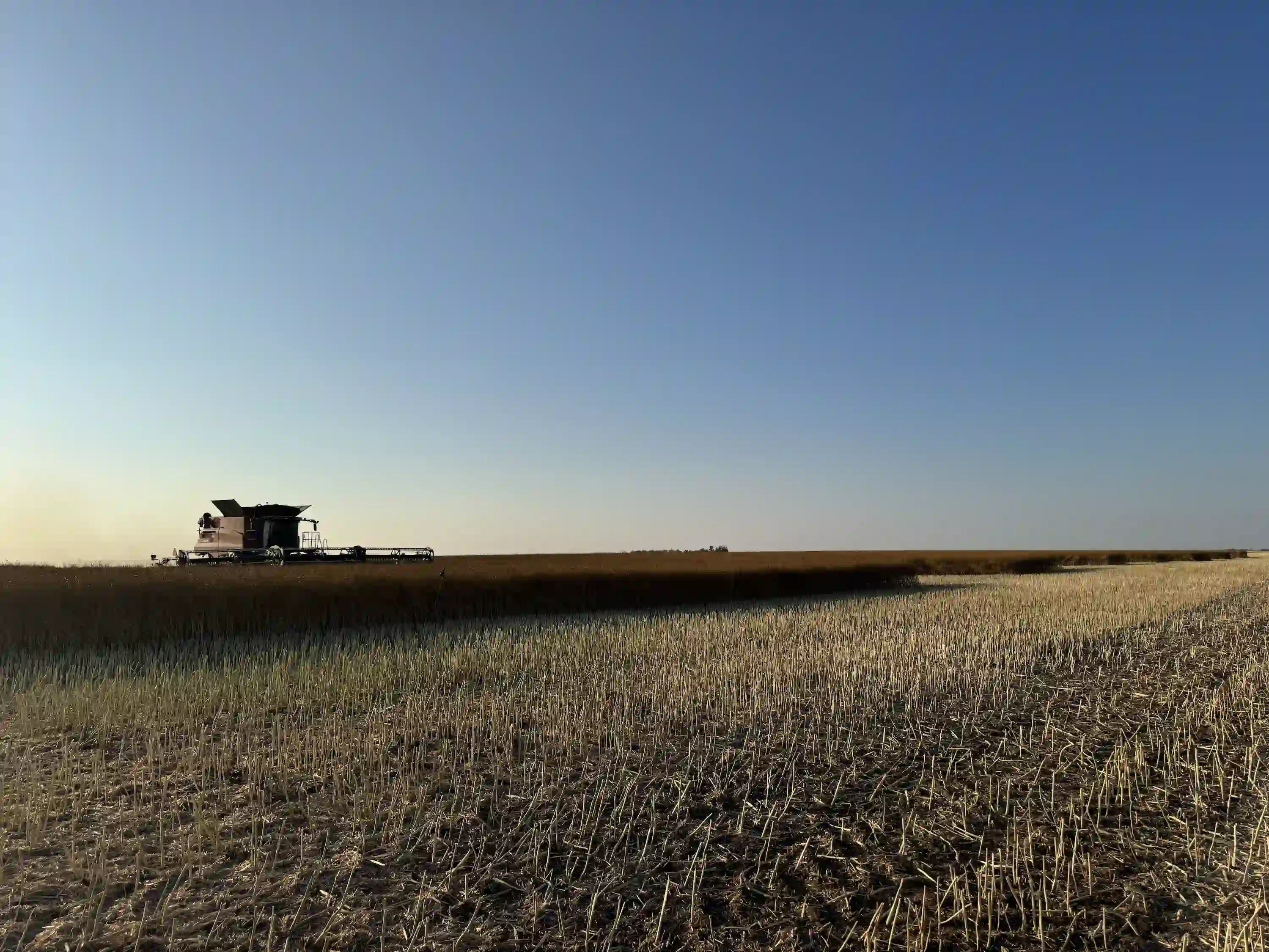 canola fields on sunny day