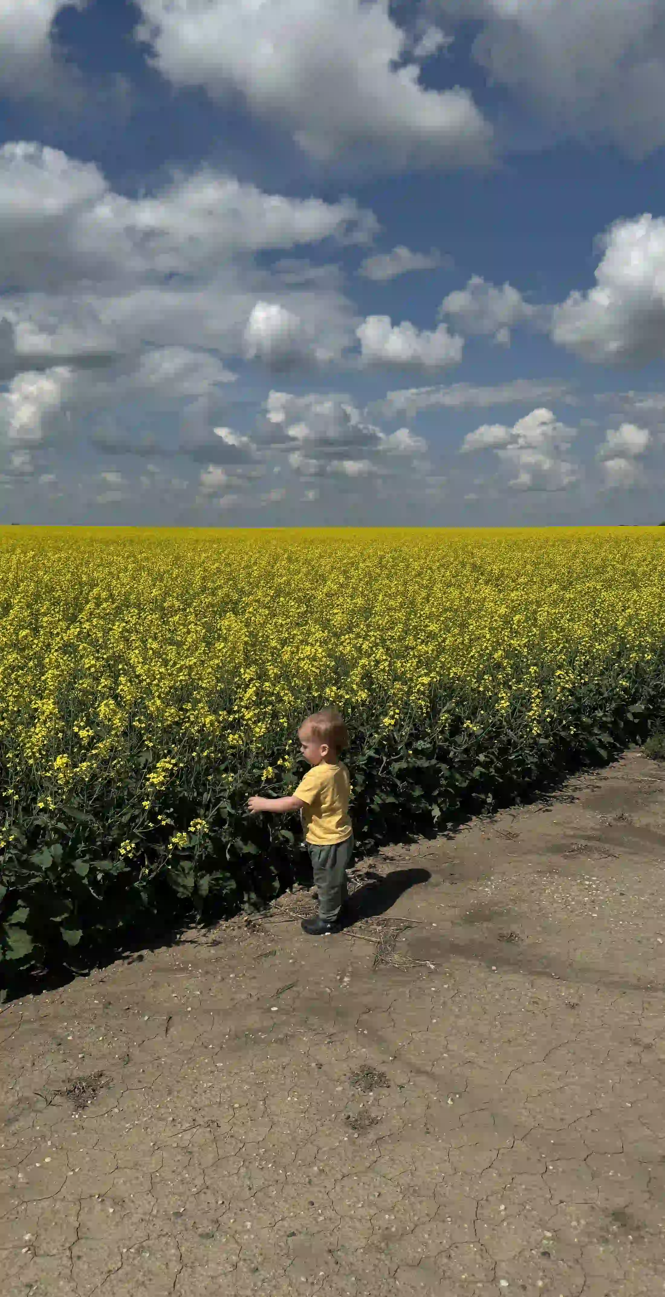 side of canola field