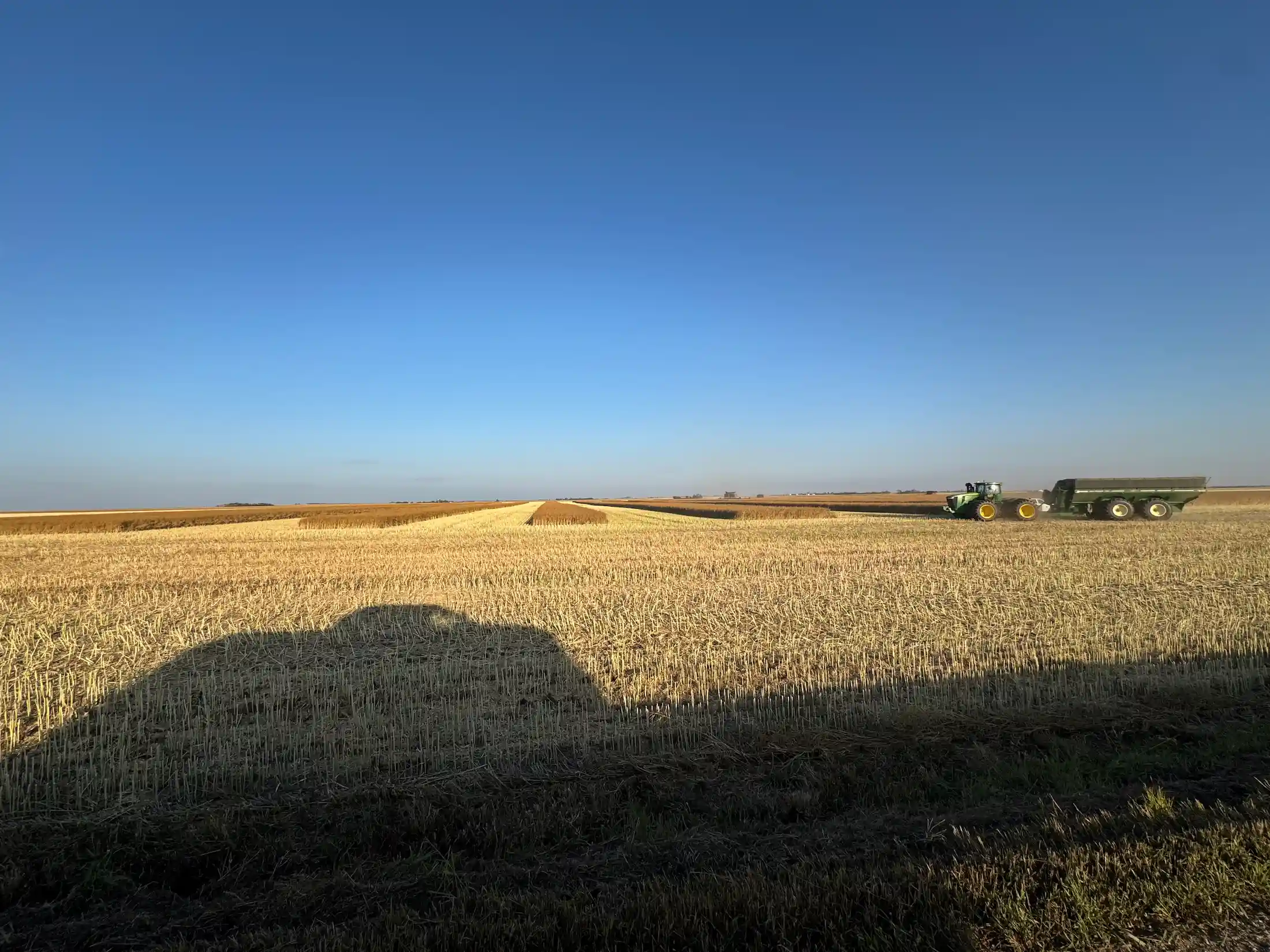 Winny field of wheat 
