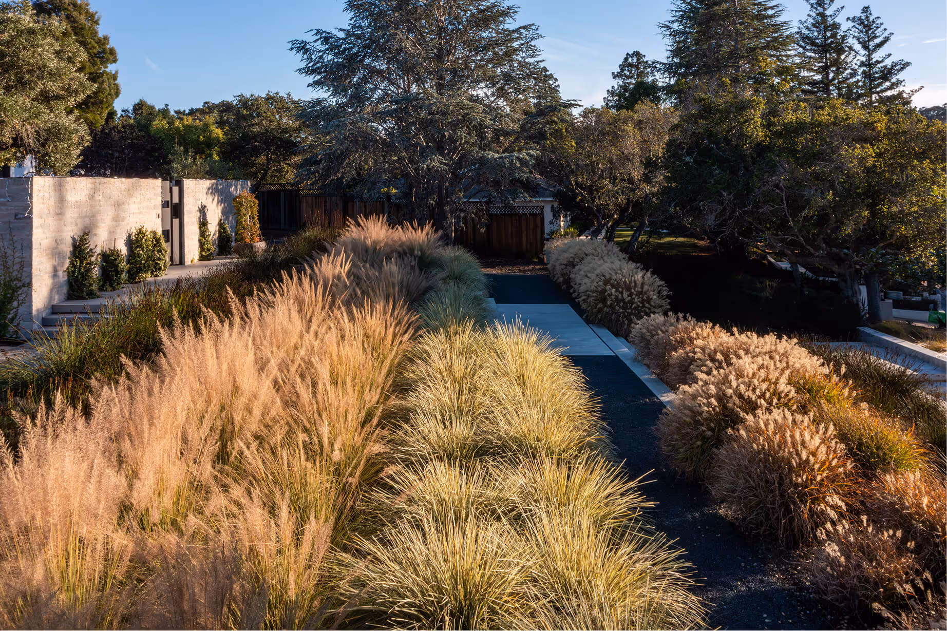 Eucalyptus | Blue Sierra Landscape Projects