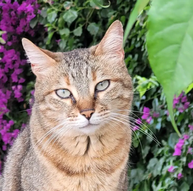 Chat présent à la maison d’hôtes Villa Mimosa à Favone