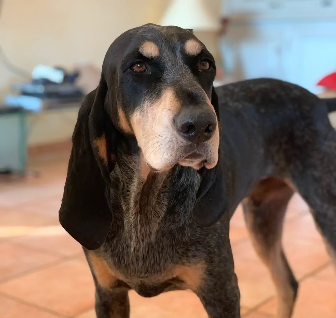 Chien à la Villa Mimosa, maison d’hôtes en Corse du Sud