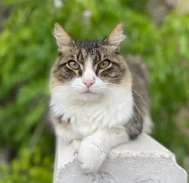 Chat présent à la Villa Mimosa chambre d'hôtes à Favone
