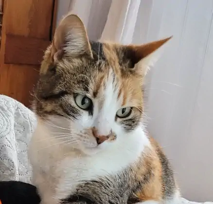 Chat présent à la maison d’hôtes Villa Mimosa à Favone