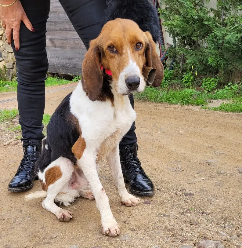 Chien accueilli à la Villa Mimosa, maison d’hôtes en Corse du Sud