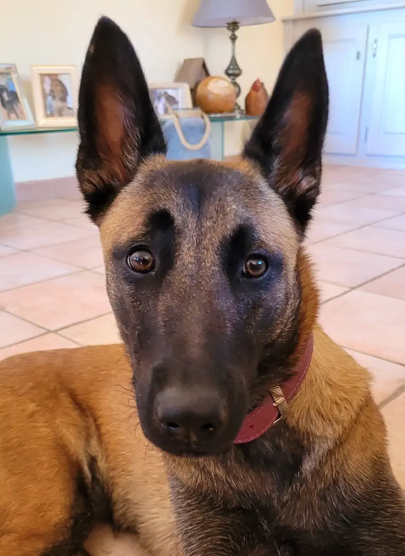 Chien accueilli à la Villa Mimosa, maison d’hôtes en Corse du Sud