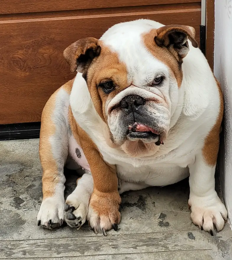 Chien accueilli à la Villa Mimosa, maison d’hôtes en Corse du Sud