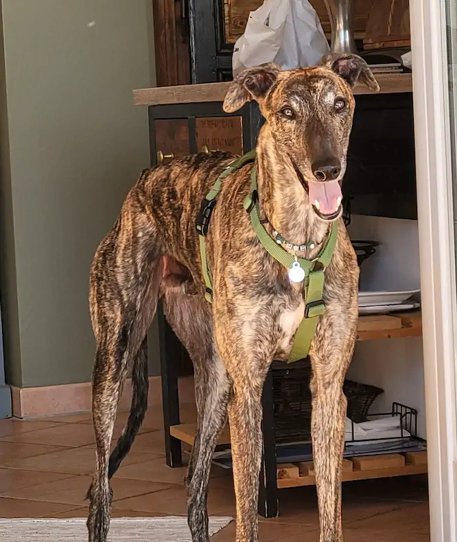 Chien accueilli à la Villa Mimosa, maison d’hôtes en Corse du Sud