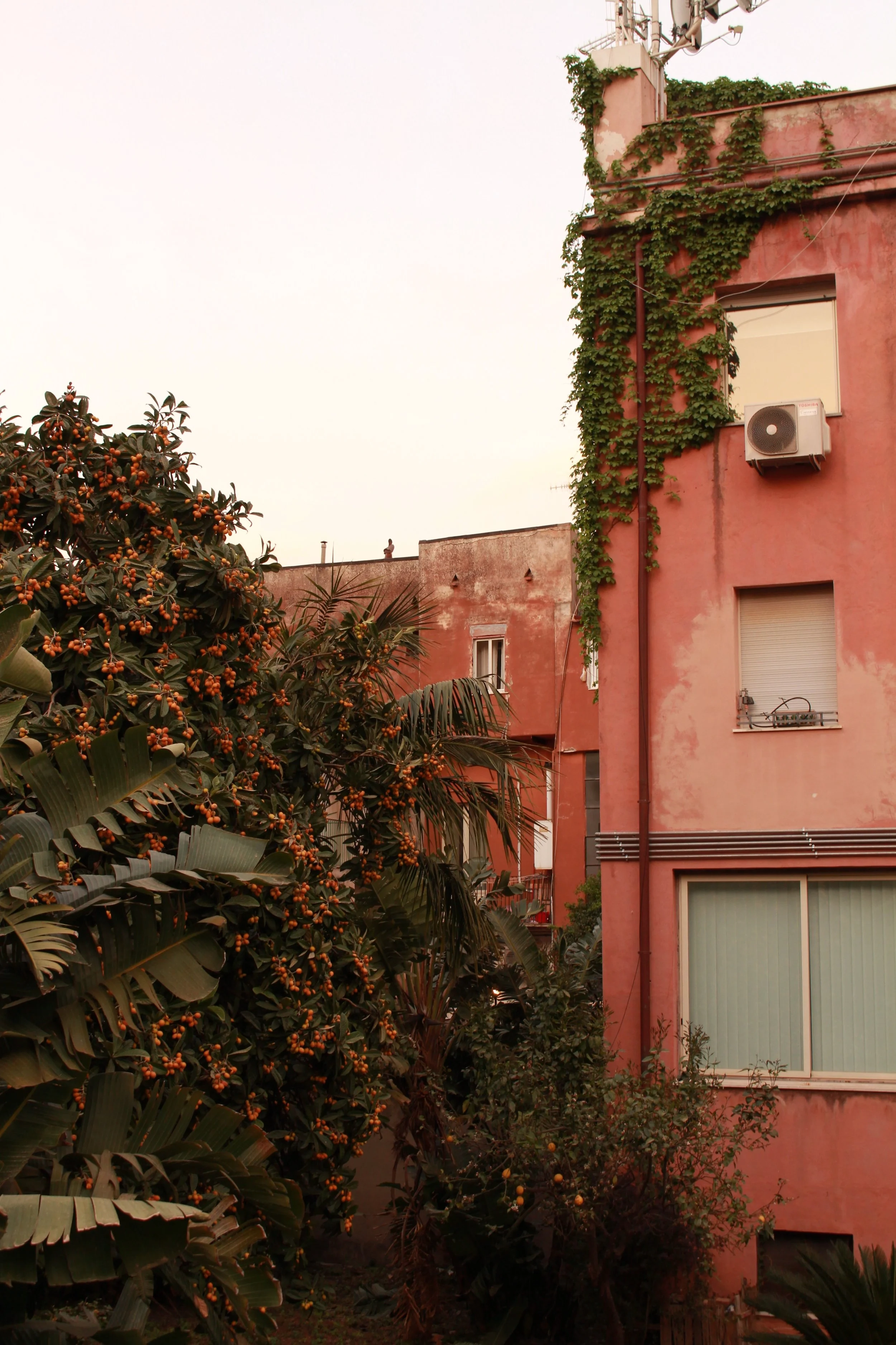 A large orange tree in front of a tall pink building in Taormina, Italy. 