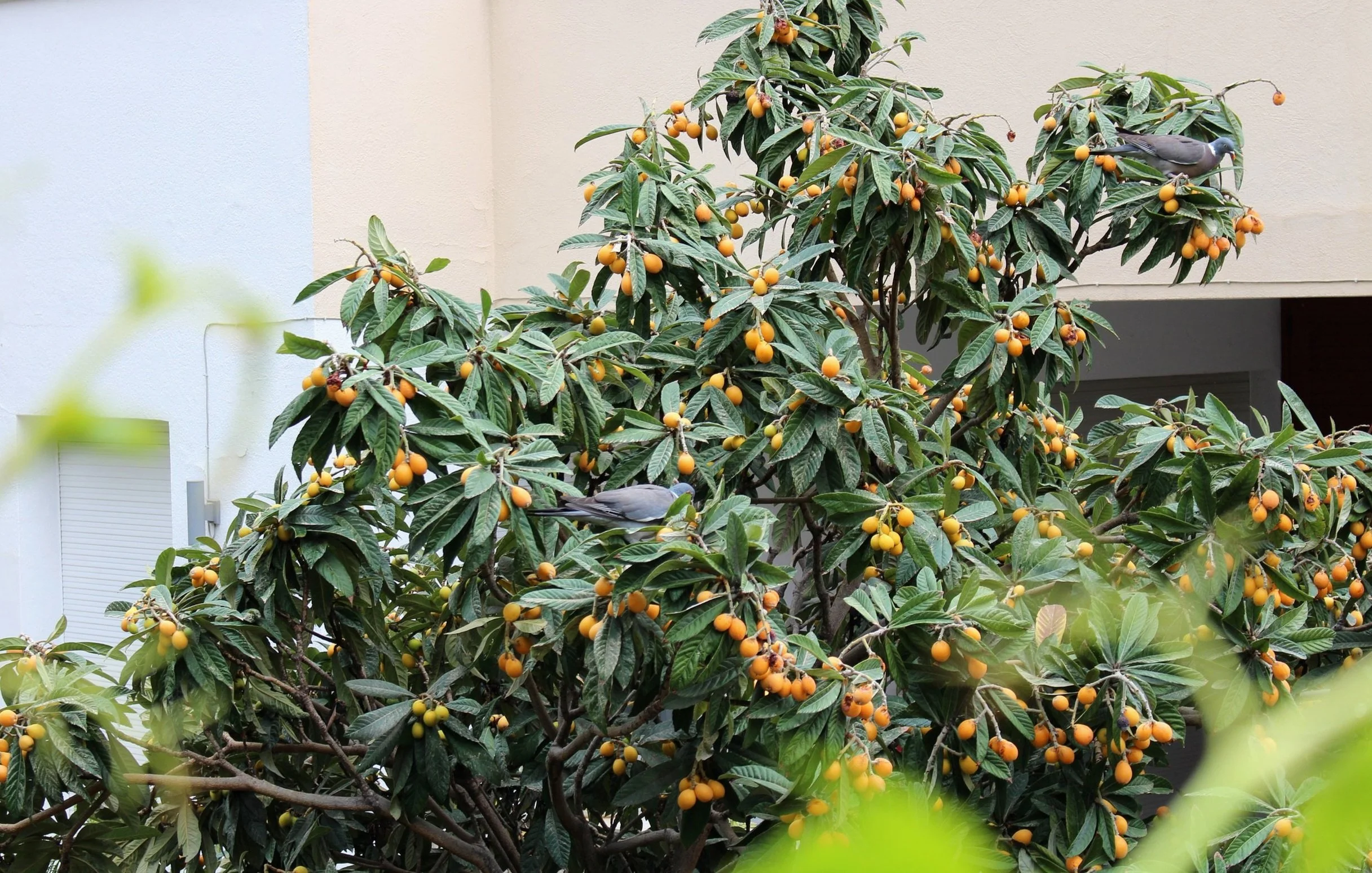 An orange tree with wood pigeons resting on the branches in Taormina, Italy.