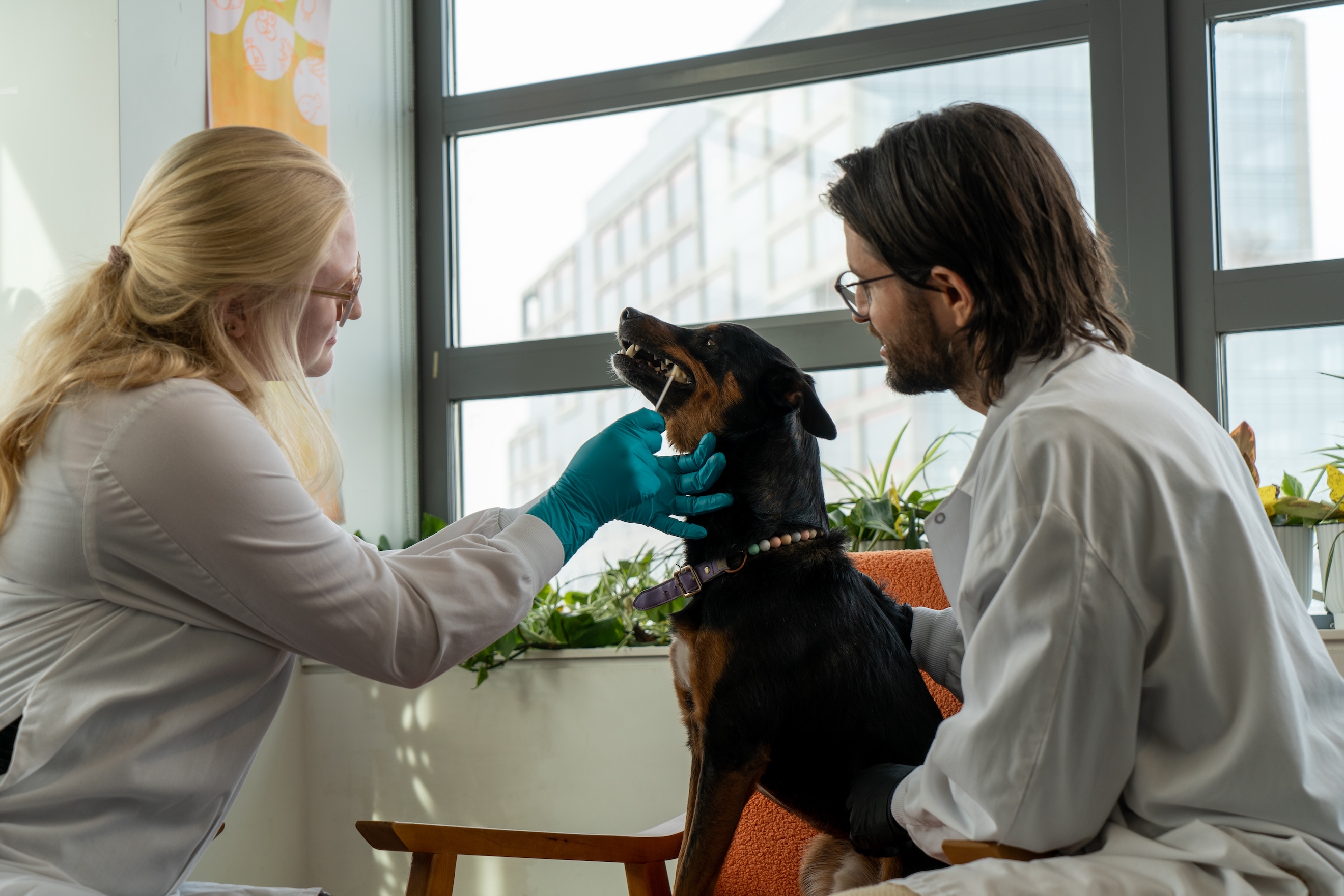 Scientific research on pet nutrition