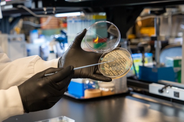 Swabbing a plate in the Kingdom lab