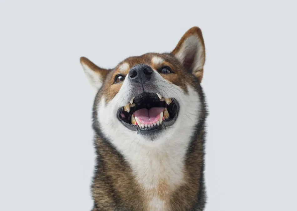 Smiling dog with clean teeth