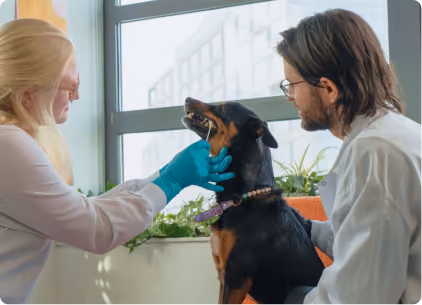Veterinarian wearing blue gloves examining the mouth of a black and tan dog sitting on an orange chair, with a man observing closely in a bright room with large windows and plants.