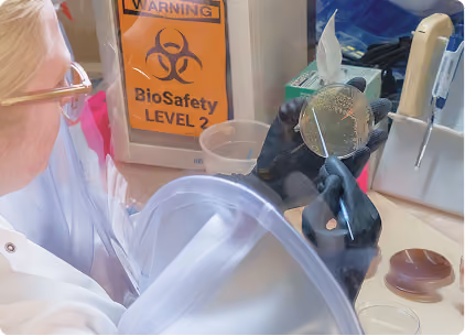Scientist wearing protective gloves and glasses examines a petri dish with bacterial growth inside a sealed biosafety cabinet marked BioSafety Level 2.