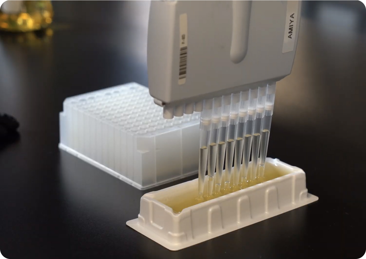 A laboratory multichannel pipette dispensing a yellowish liquid into a rectangular white plastic container with multiple wells, with a clear plastic rack visible in the background.