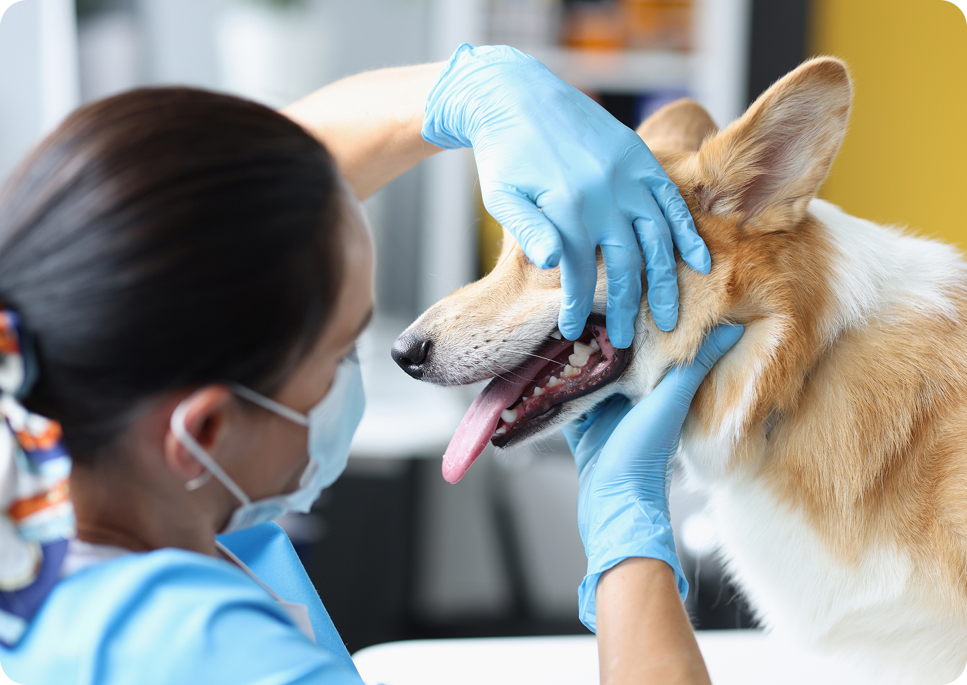 Veterinarian wearing blue gloves and a mask examining the teeth of a happy, tan and white dog with its tongue out in a clinical setting.