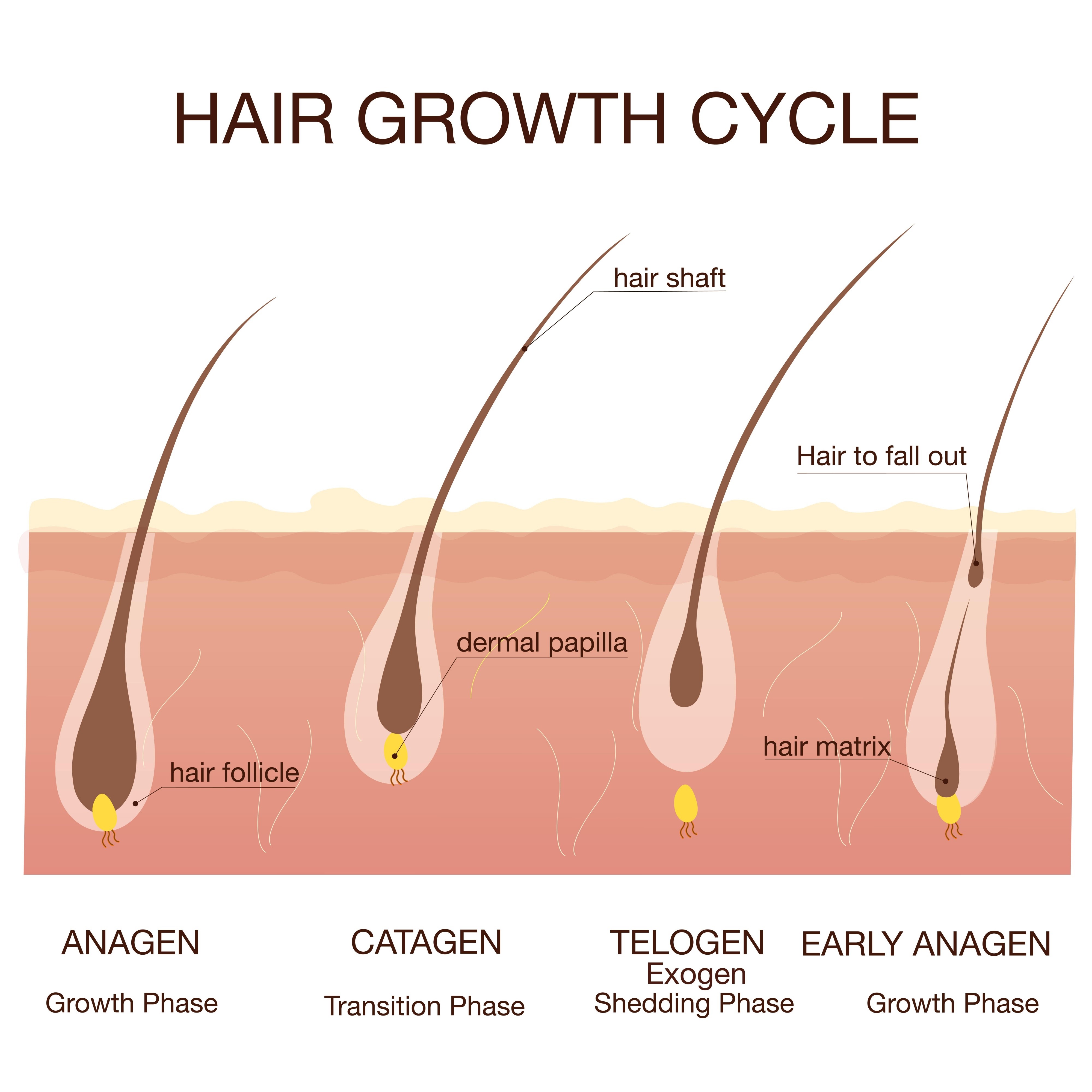 hair follicle growth cycle phases, AI generated