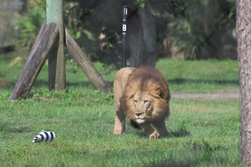 Quantifying the control laws governing terminal attack in lions