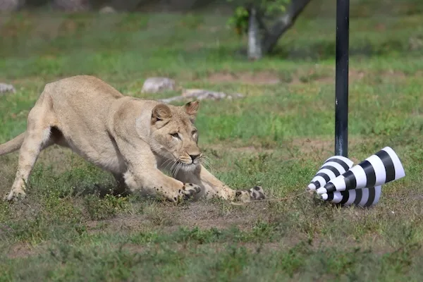 Quantifying the control laws governing terminal attack in lions