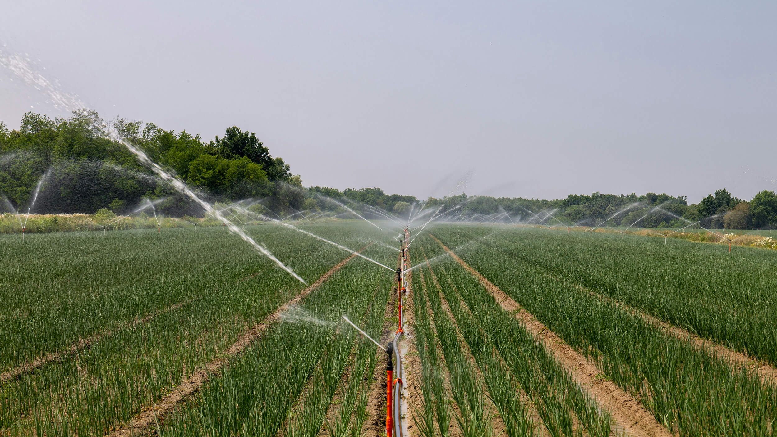 Agricultural field with green crops being watered by a series of sprinklers.