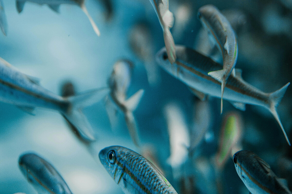 Close-up of a school of small fish swimming underwater in blue water.