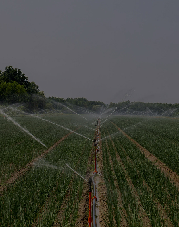Sprinkler irrigation system watering rows of green crops in a farm field under a clear sky.