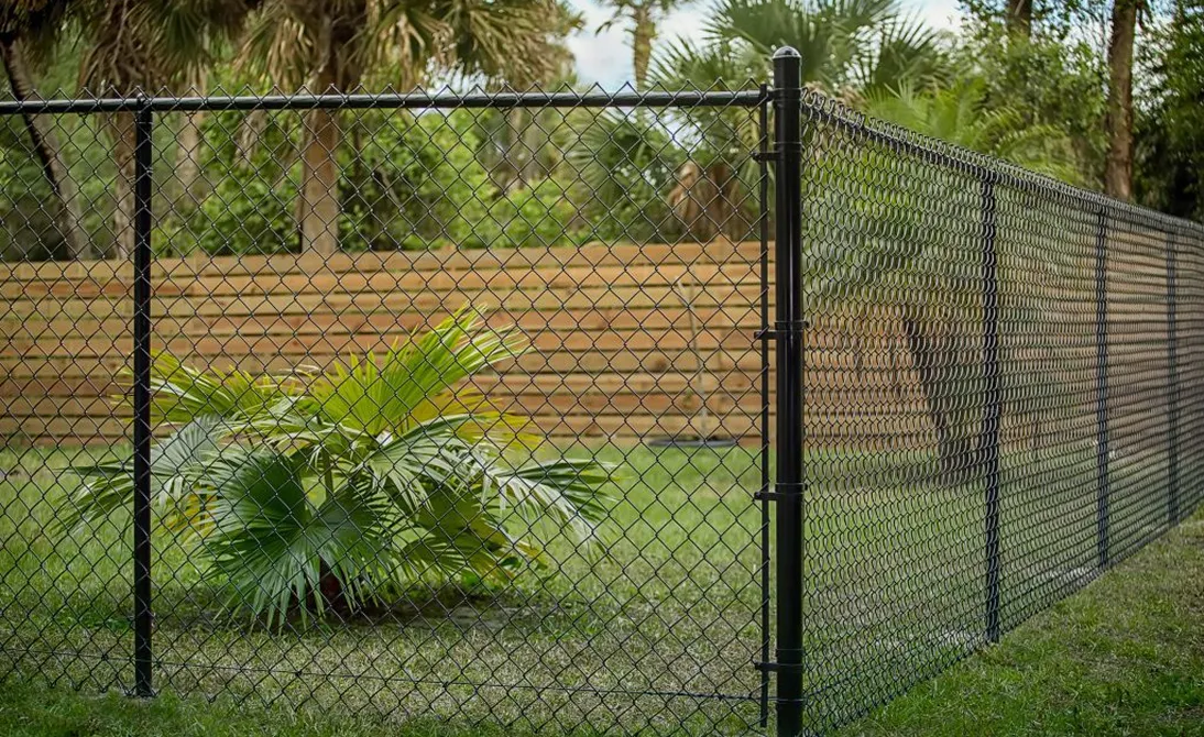 Black chain-link fence enclosing a grassy area with a small palm plant and wooden privacy fence in the background.