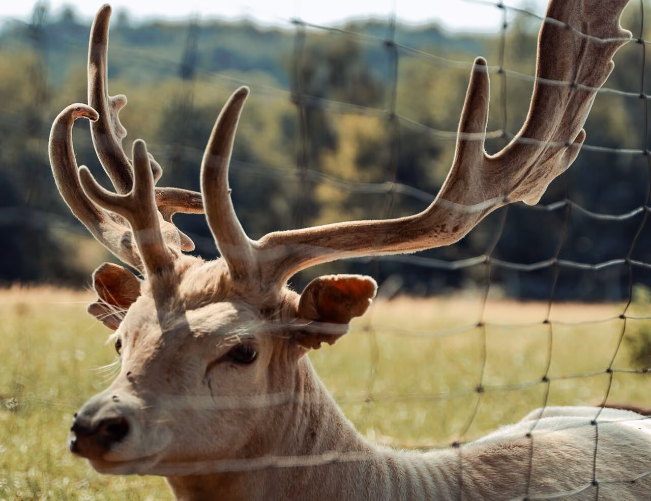 Close-up of a white deer with large, velvety antlers standing behind a wire fence with a blurred green field and trees in the background.
